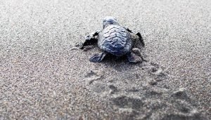 Aw... Turtles Bid For Freedom • The Yak Online